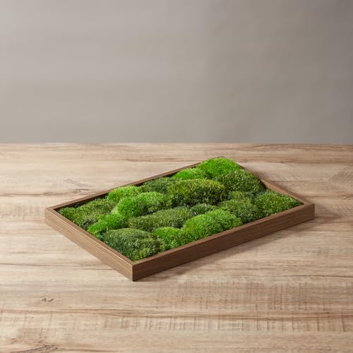 prefleur 2 Color Mix Pack Preserved Pole Moss Pillow Bun Cushion Natural Decorative Green DIY Kit Art Wall Decor Florist Decor Easter Table Decor Wedding(1.5 sq.ft, Green-A,Green-B)