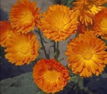 50 semi - della palla arancione CalendulaCalendula Officinalis:Seeds