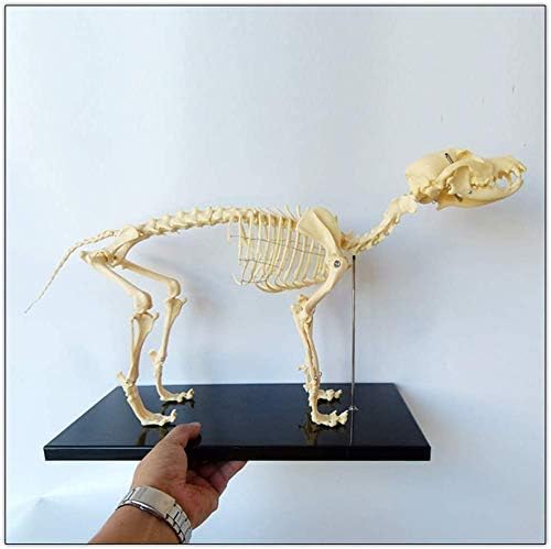 犬の骨格模型 解剖学標本 学習用犬骨格！獣医師やペットケアに最適