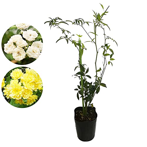 選べる モッコウバラ 苗 苗木 【黄色】 9cmポット 樹高約30cm 黄色 白 お選びいただけます 木香茨 木香薔薇 庭木 生垣 植木 造園 ガーデニング つる オベリスク シンボルツリー 記念樹 プレゼント ギフトのサムネイル