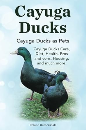 Cayuga Ducks. Cayuga Ducks as Pets. Cayuga Ducks Care, Diet, Health