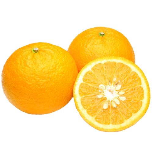 自然派甘夏 ご家庭用 約10kg 明浜 甘夏 みかん 果物 フルーツ 柑橘 ご家庭用 愛媛県 西予市