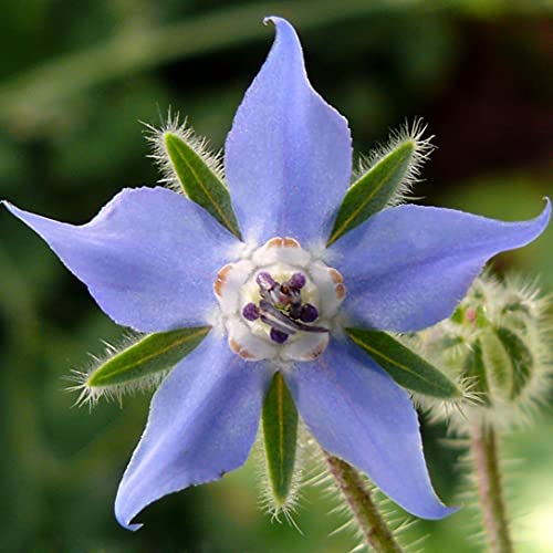 Gaea's Blessing Seeds - Borage Seeds (2.0g) - Non-GMO Seeds with Easy to Follow Planting Instructions - Open-Pollinated Heirloom Untreated Seeds -93% Germination Rate - Image 5