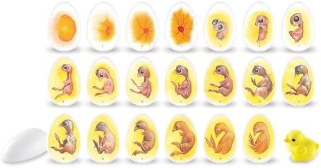 Learning Resources Entdeckerset Chick Life Cycle, Ab 5 Jahren, Lernspiel Vom Ei zum Küken, 21-tägige Entwicklung realistisch beobachten, Spielanleitung inklusive, Kunststoffeier 7