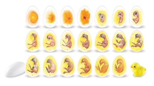 Learning Resources Chick Life Cycle Exploration Set, Multicoloured, Medium