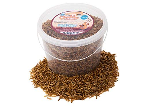 5 Litres Chubby Dried Mealworms for Wild Birds Only