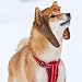 Rockreyoa Winter Warme Hundemütze mit Ohrenklappen Pilotenmütze Haustier Fliegermütze Wintermütze Hundehut Outdoor Kostümkappen für Hunde Party Fotografie Kostüm Feste Outdoor-Aktivitäten Braun L
