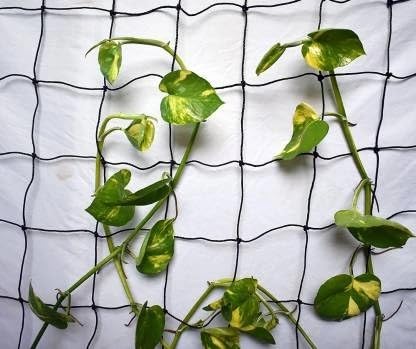MyOwnGarden Plant Climber Net for Plants Creeper Net (3x6 FEET Pack of 3)-image-36