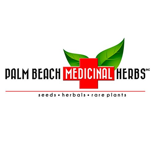 Saw Palmetto Seeds (Serenoa Repens) Packet Of 10 Seeds #TOP2