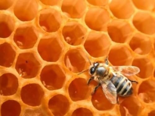 Image of NatureSack Beeswax Cubes 50g Natural Yellow Beeswax Triple Filtered Unrefined Bees Wax for DIY Lip Balm Candle Making Cream Lotion Body Butter Cosmetic Use