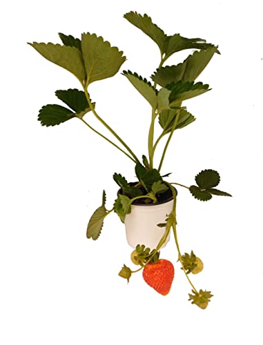 Planta Natural de Freson - Fragaria Ananassa - Cultivo Exterior - Frutal Resistente