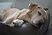 Lebon - Hundebett Gordon -Beige/Braun Kuschelweich mit Dicker Liegefläche- 3 Größen- Waschbar (M)