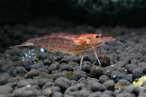 Orange Amano Garnele, 5 Stück | Leuchtender Algenfresser für Süßwasser Aquarium | Caridina multidentata Orange