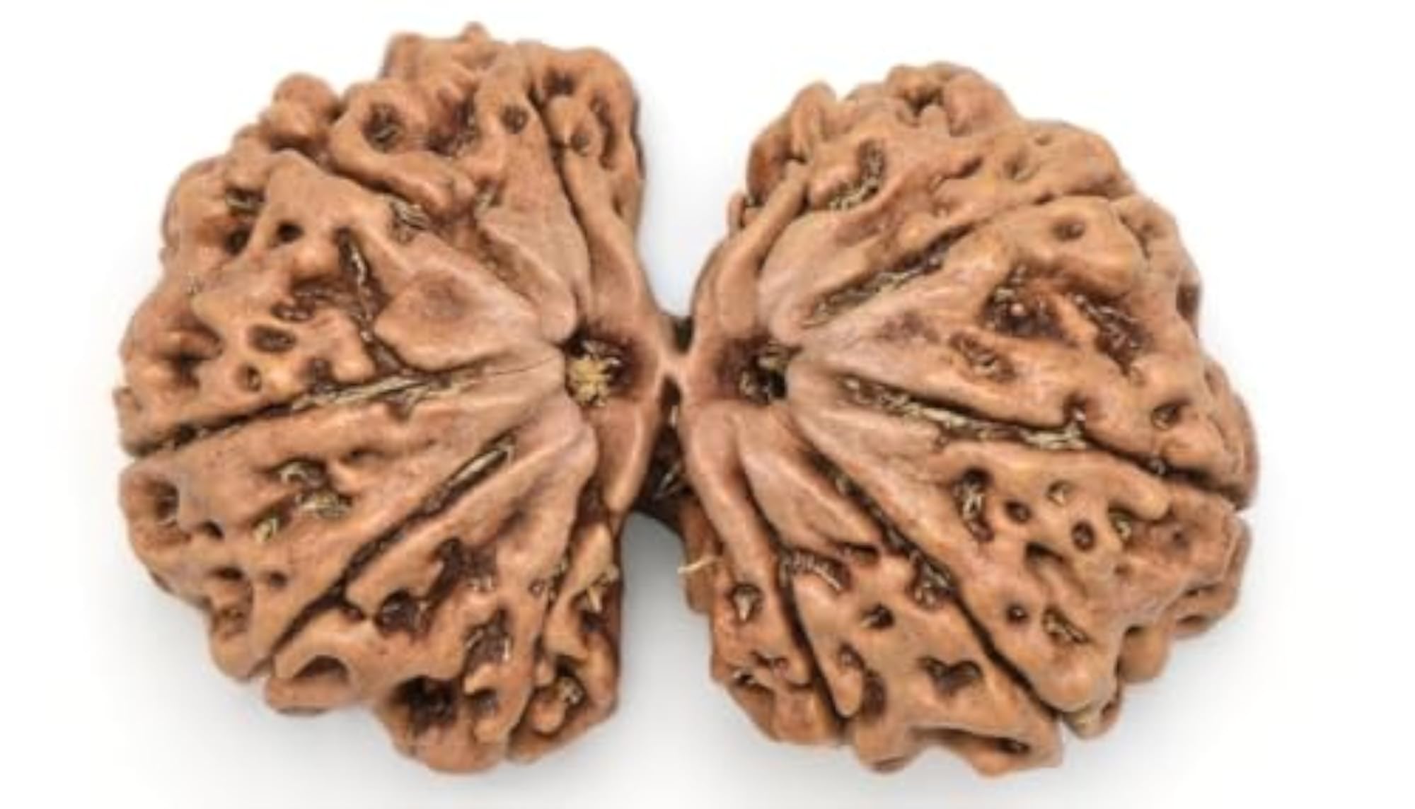 Gowri Shankar Rudraksha, Original Certified Holy Seed Bead