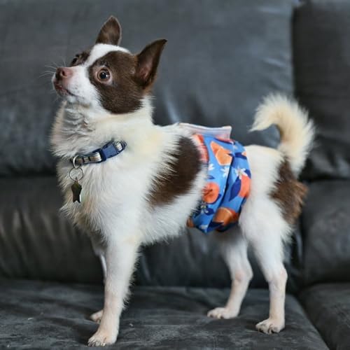 Image of wegreeco Washable Male Dog Belly Band (Stylish Pattern)- Pack of 3 - Washable Male Dog Belly Wrap, Dog Diapers Male (Fruit, Large)