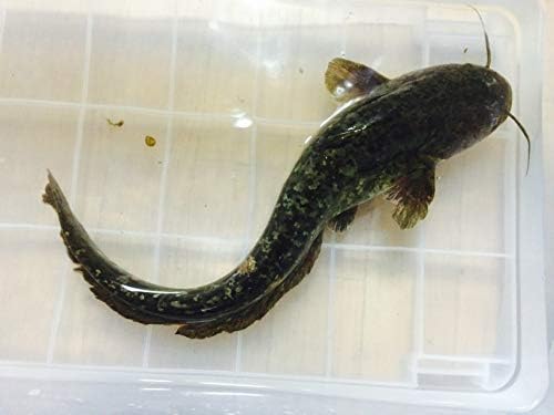 Amazon 特大 ナマズ ５０ 以上 アクアコレクション 熱帯魚 観賞魚 通販