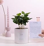 Coffea Arabica Kaffeepflanze mit Grußkarte – Ø12cm 20cm – Edle...