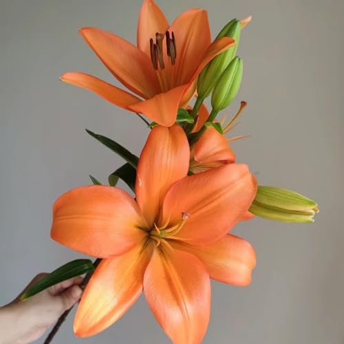 4 piezas Bulbos de lirios perennes resistentes al invierno, Bombilla de balcón de flores en maceta lilium brownii, Regalo de jardín de hierbas de plantas de oficina de flores silvestres
