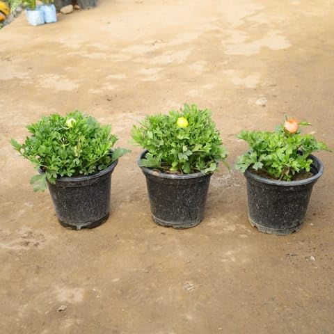 Bedroom Plants Set Of 3 - Ranunculus/Buttercup (Any Colour) in 8 Inch Ceramic Pot-image-48
