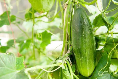 Just Seed - Organic Vegetable - Cucumber - Marketmore - 10 S