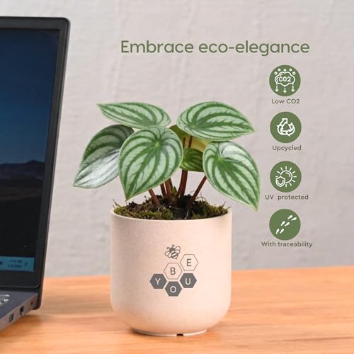 Image of Eha Earth-Friendly Printed Small Terrapod Planters for Home Decor | 3.5 Inch, Pack of 3 | Plant Gifts Made with Rice Husk Biocomposite | Flower Pot for Living Room| Sand Castle