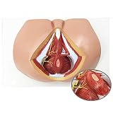 Modelo pélvico Medicina 1:1 Tamaño Real Hombre Perineal Neurovascular Suelo pélvico Modelo de anatomía Muscular Sistema reproductivo genitourinario Cirugía General anorrectal
