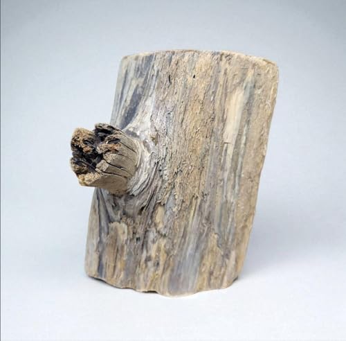 自然流木 20×16cm オブジェ レトロ 卓上 アクセサリー掛け ビカクシダ