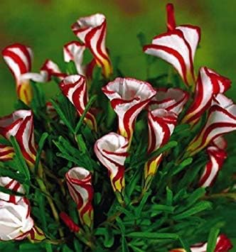 Loss Promotion! Oxalis versicolor flowers seeds 100pcs World's Rare Flowers For home Garden planting Flowers Semillas