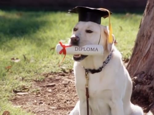 Episode 257 - A "The Room" of Our Own (AKA: Dog Lovers Symphony)