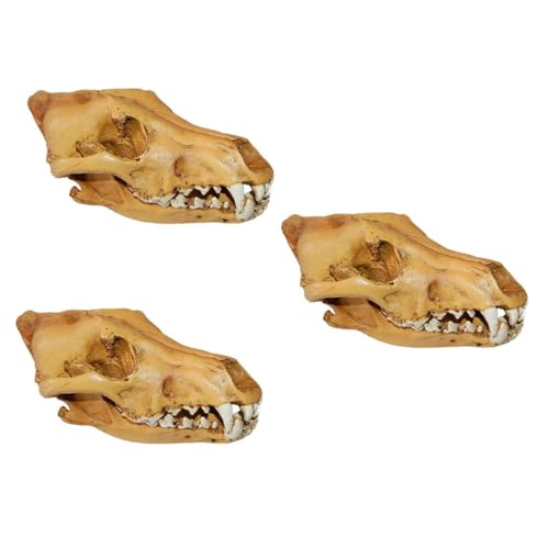Crâne de loup en résine x3 : squelettes décoratifs pour bar et maison