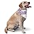 I Wear Purple For Pancreatic Cancer Awareness Dog Bandanas Triangle Bibs Pet Scarf For Small Medium Large Dogs And Cat