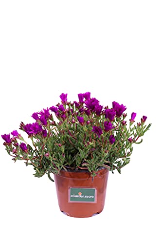 Pianta di Lampranthus Productus pianta da esterno pianta succulenta da fiore pianta da giardino pianta ornamentale di Lampranthus pianta vera venduta da eGarden.store
