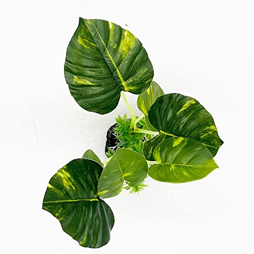 Smoothedo-Pets Aquarium Plants Fish Tank Decorations Plastic Artificial Plant Goldfish Waterscape Betta Fish Hides/Rest (Rainforest Leaf) #TOP4