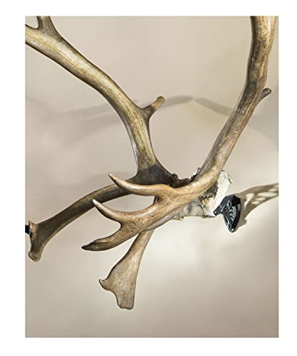 Skull Hooker Powder-Coated Steel Xxl Bone Bracket – Designed To Accommodate The Skull Plates Of Antlered And Horned Species Such As Elk, Caribou, Buffalo, Moose And Heavy-Horned Sheep #TOP3