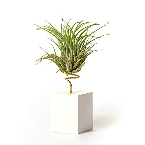 PLANDAIRE Plantas de Interior para Decorar la Oficina Escritorio Estudio fáciles de cuidar Tillandsia Ionantha Scaposa (Soporte Incluido) (Blanco) Cover