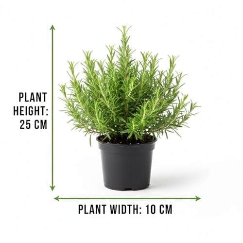 Image of Rosemary Original Fresh Indoor Herb Plant in Nursery Pot, Fresh Culinary Herb, Indoor or Outdoor Garden Plants Live Evergreen Rosmarinus Officinalis for Medicinal Hair Growth Plant