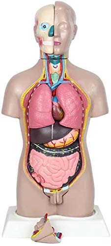 VNGBFGDFVN Modèle d'étude Modèle éducatif Modèle Anatomique viscéral du Torse de 42 cm Modèle d'anatomie du Corps Modèles de Torse bisexuels détachables en 13 Parties, modèles médicaux