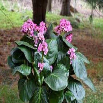 30pcs Bergenia Plant Seeds