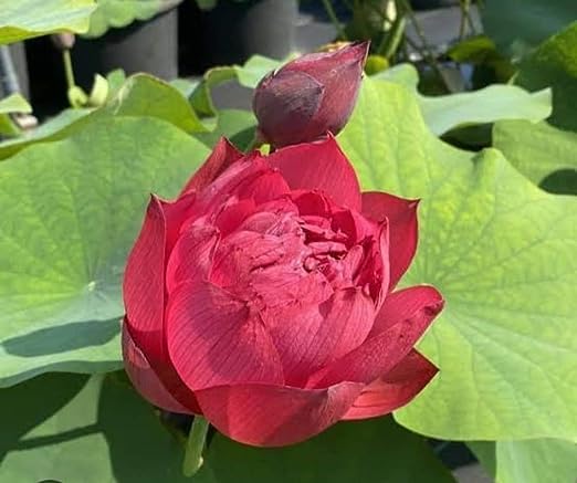 Image of Flowet Plant for Home Decor, Pooja | Large Size Flower Surely Blooming Within 45 Days lotus plant (Heart Blood)