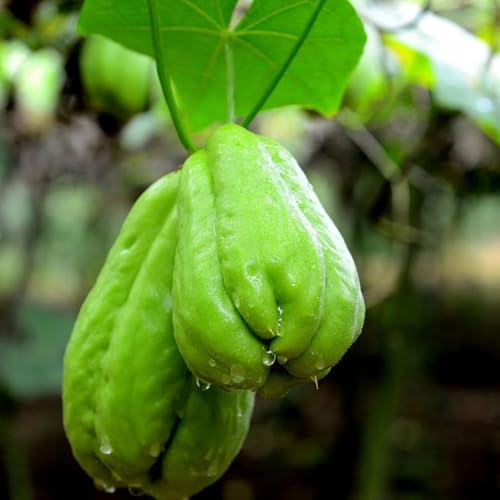 wicoanox 100 Unids Semillas de Plantas Trepadoras Húmedas Subtropicales Surtidos Semillas de Chayote Naturales Accesorios de Jardín Semillas para Plantar Ahora Semillas