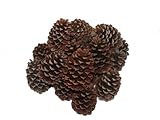 Natural Loblolly Pine Cones