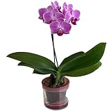 自動給水ポットで簡単水やり マイクロ胡蝶蘭 1本立ち ピンク系 アクアポット 2.5号鉢 椎名洋ラン園 胡蝶蘭の育て方付き