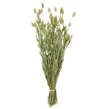 Knüllermarkt 33834 I Flores secas en ramilletes de Phalaris Verde, decoración primaveral, decoración de Pared, decoración de Mesa, jarrón de Suelo, Manualidades,