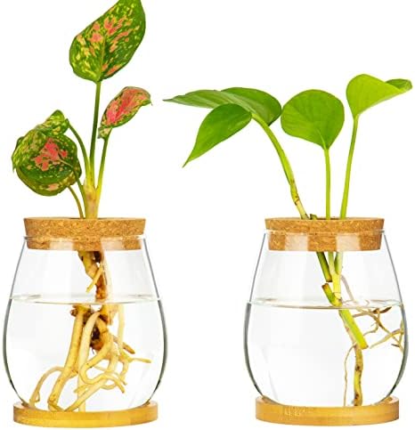 Plants Propagation Station Terrarium Glass Planter Vase Clear Plant Cuttings Holder with Wooden Lid and Bamboo Stand for Growing Hydroponic Plants Home Office Desktop Decoration