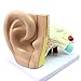 CIKO Modello Medico dell'orecchio Umano, Canale uditivo Esterno, Membrana timpanica e ausili didattici per l'ascolto della cavità timpanica, Modello del Sistema uditivo