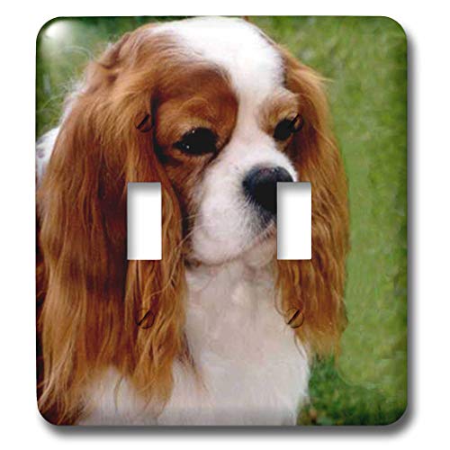 Interruptor doble Cavalier King Charles Spaniels para decorar salones y dormitorios 2