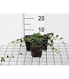 GRDplanten