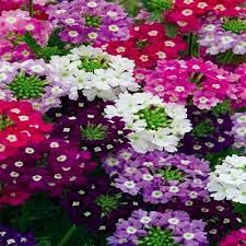 Verbena flower seeds all season,high germination (40 seeds) : Amazon.in