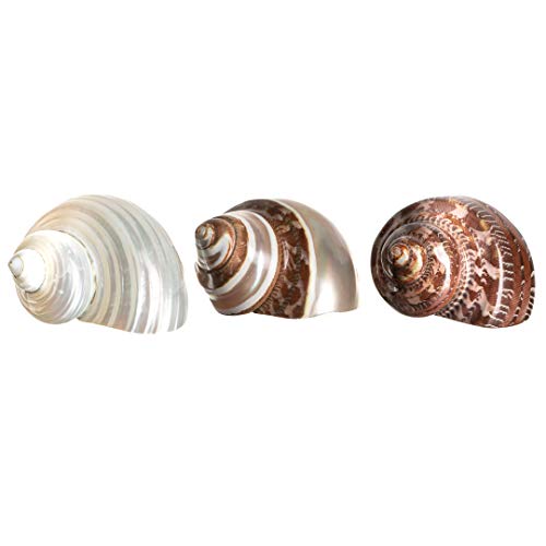 Hermit Crab Shells | Turbo Shells | 1 Brown, 1 Banded, And 1 White Pearlized Turbo Shells 1.75"-2" | Opening Size Approx. 1" | Hermit Crab House For Décor | Plus Free Nautical Ebook By Joseph Rains #TOP2
