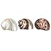 Hermit Crab Shells | Turbo Shells | 1 Brown, 1 Banded, and 1 White Pearlized Turbo Shells 1.75